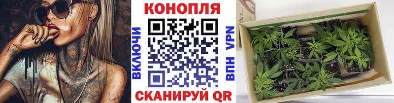 Бошки Шишки план  Дзержинск 